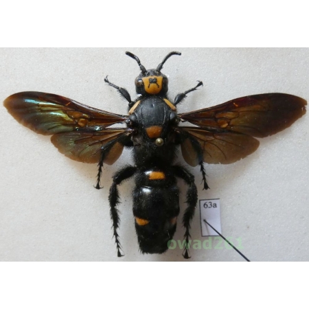 Megascolia procer javanensis (Sarrazin et al., 2008) female 82mm Indonesia, Java63a